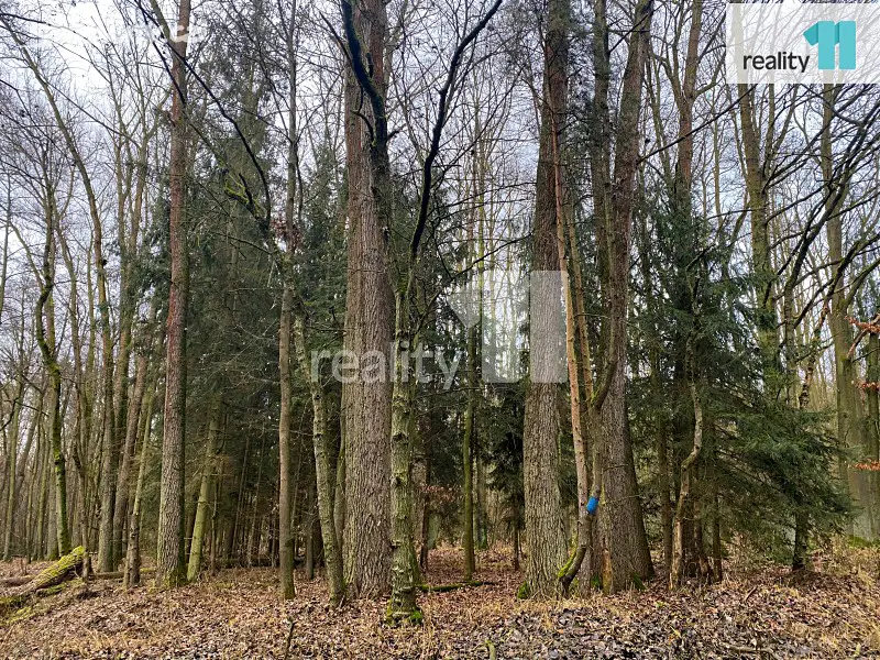 Prodej  lesa 9 653 m², Dnešice, okres Plzeň-jih