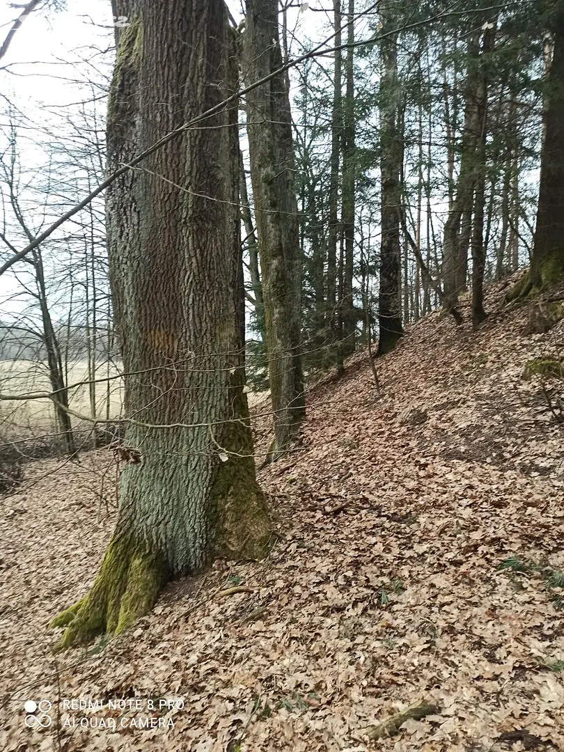 Prodej  lesa 13 069 m², Borohrádek, okres Rychnov nad Kněžnou