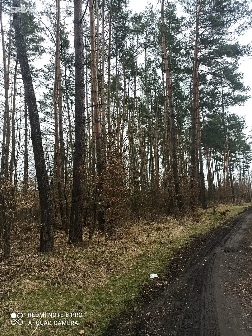 Prodej  lesa 13 069 m², Borohrádek, okres Rychnov nad Kněžnou