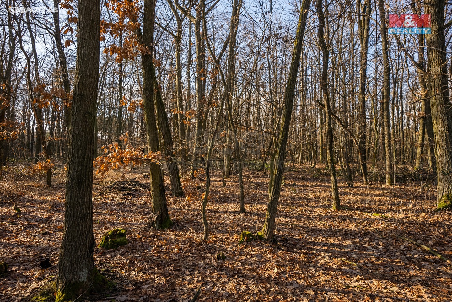 Prodej  lesa 8 432 m², Černín, okres Znojmo