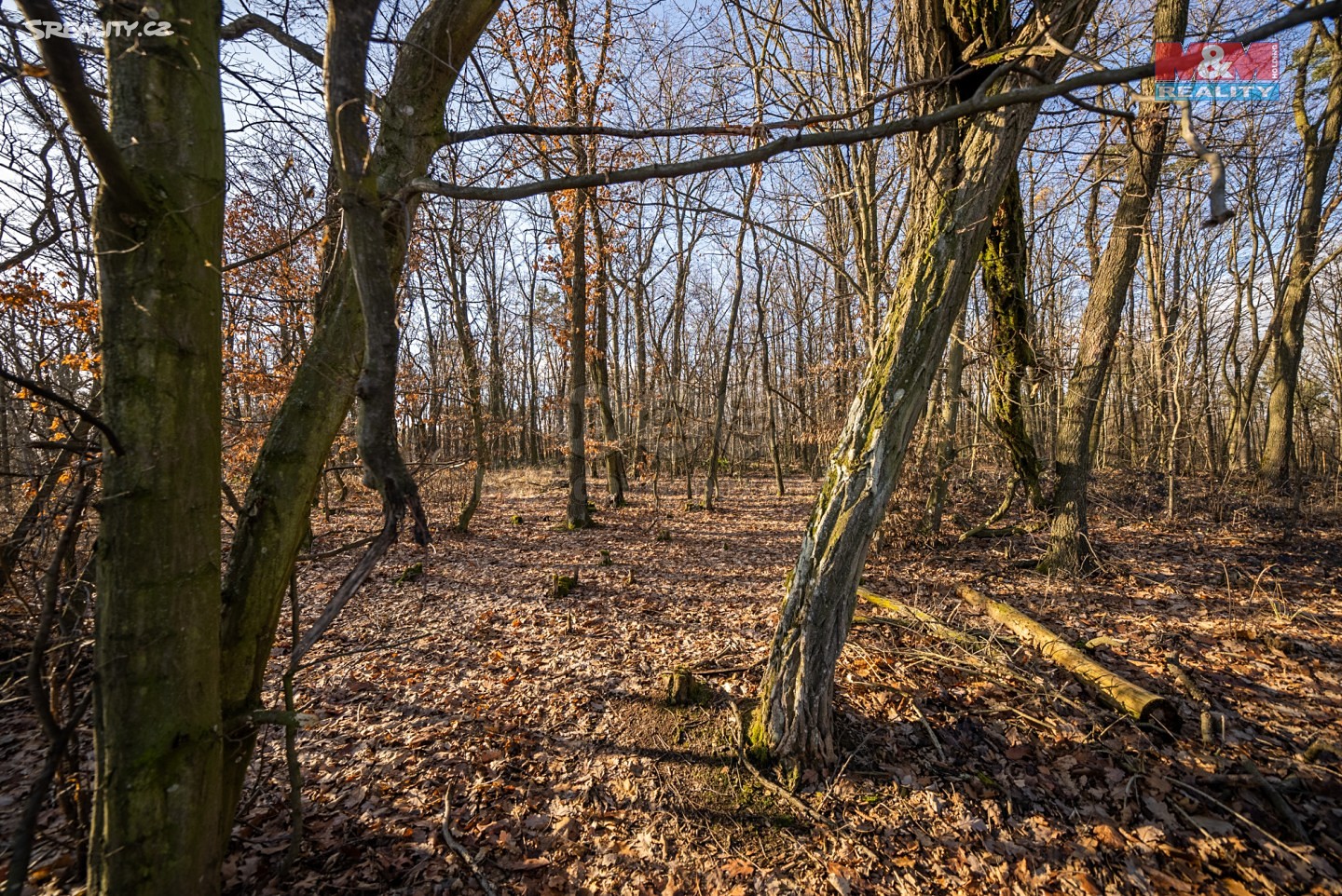 Prodej  lesa 8 432 m², Černín, okres Znojmo