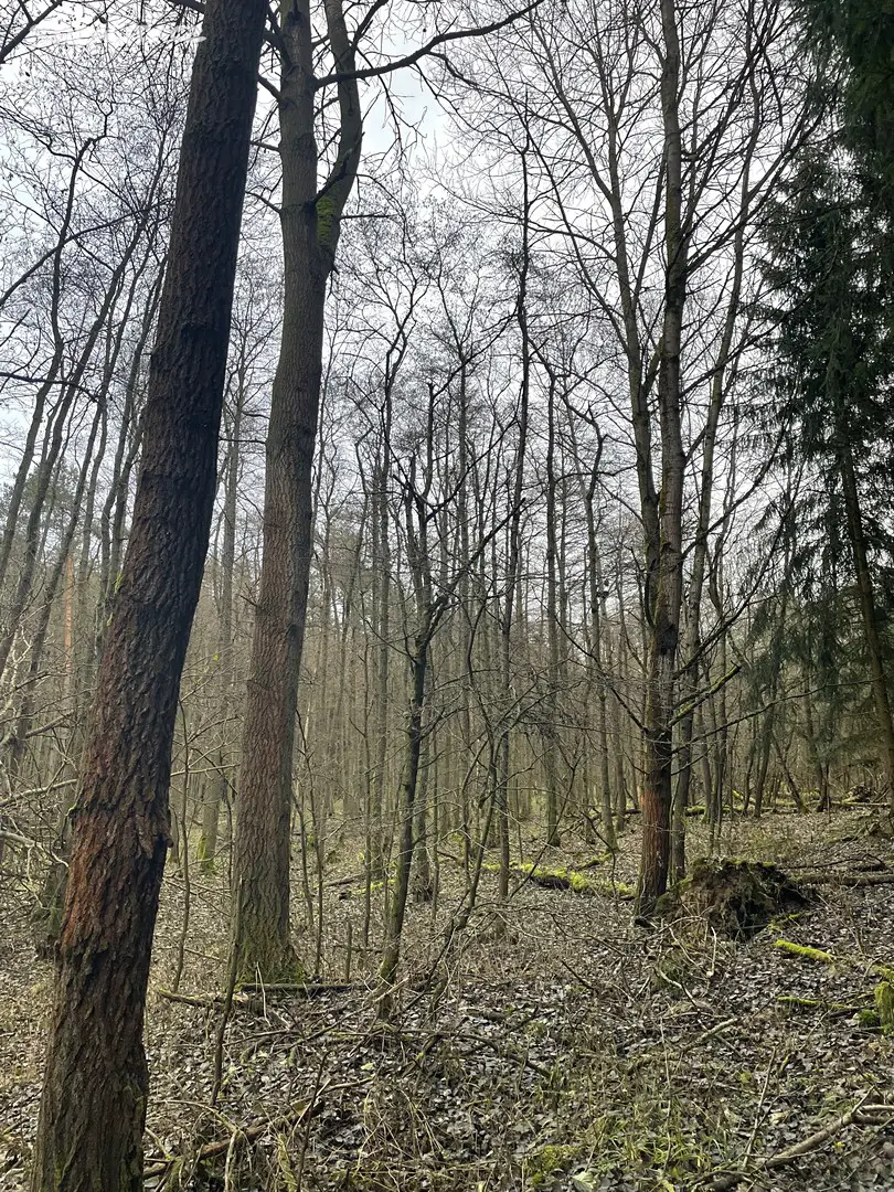 Prodej  lesa 9 992 m², Velká Chmelištná, okres Rakovník