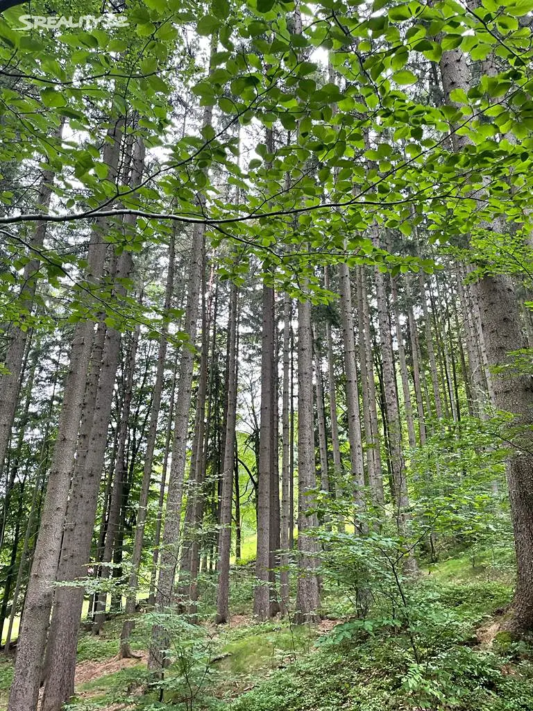 Prodej  lesa 2 579 m², Jablonec nad Jizerou - Bratrouchov, okres Semily