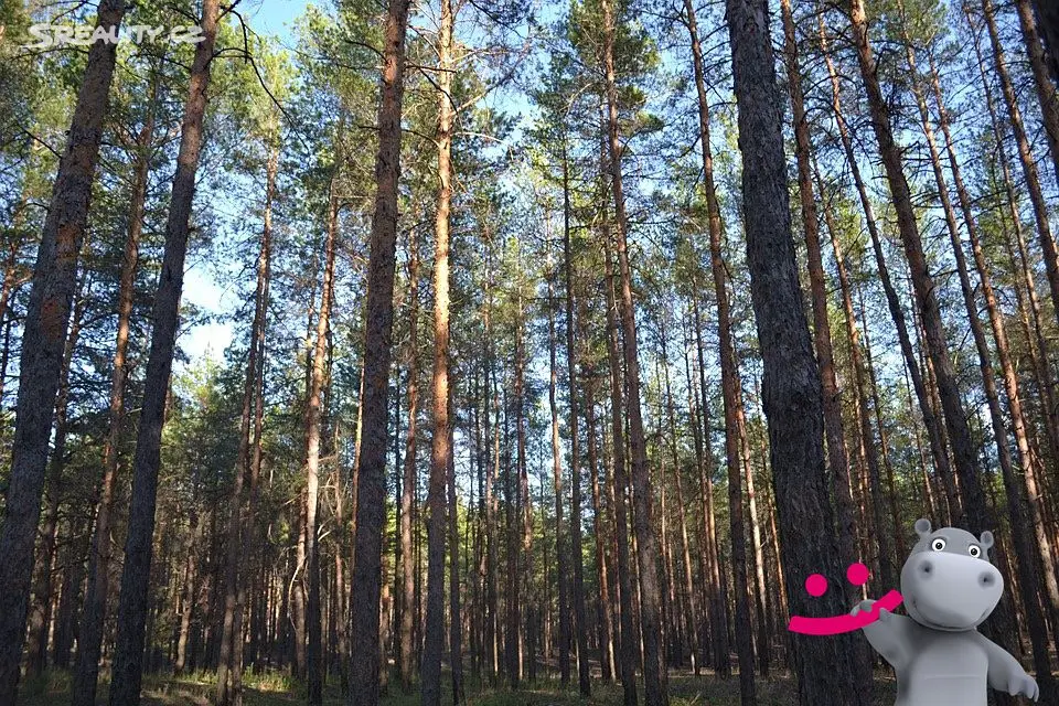 Prodej  lesa 25 883 m², Pavlov, okres Jihlava