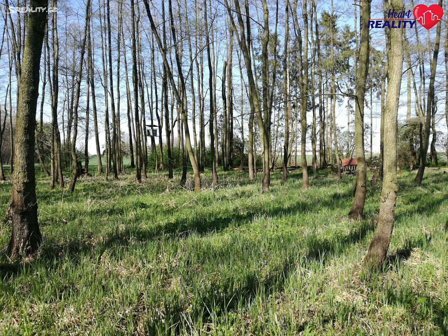 Prodej  lesa 3 123 m², Hlučínská, Kravaře - Kouty