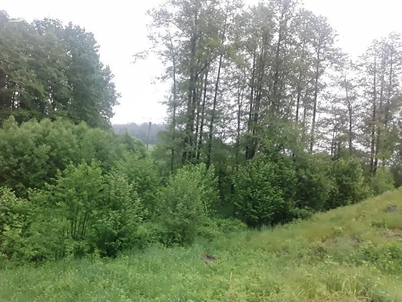 Prodej  lesa 8 510 m², Havlíčkův Brod - Suchá, okres Havlíčkův Brod