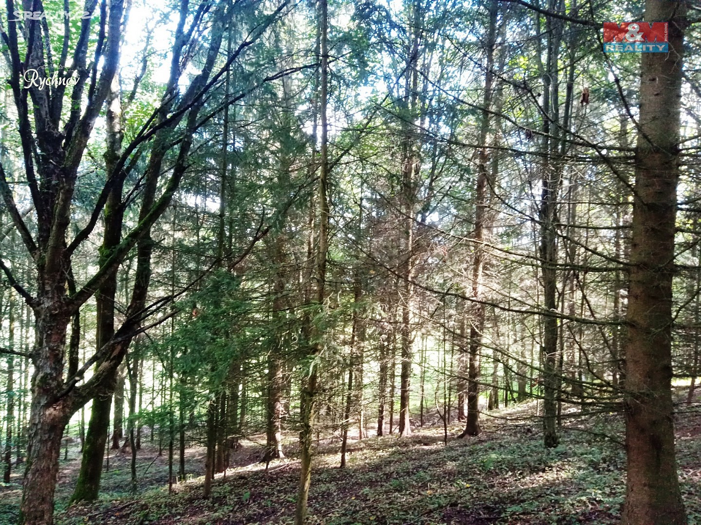 Prodej  lesa 16 631 m², Prosečné, okres Trutnov