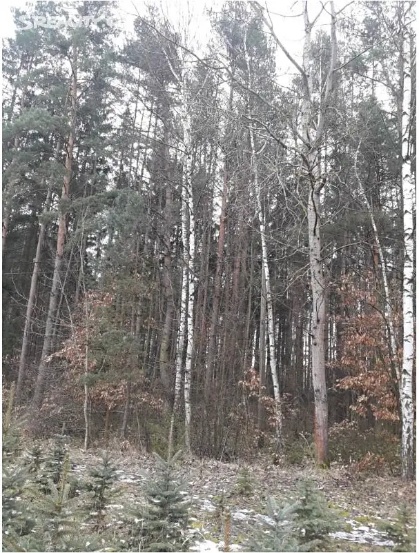Prodej  lesa 17 096 m², Plzeň - Bolevec, okres Plzeň-město