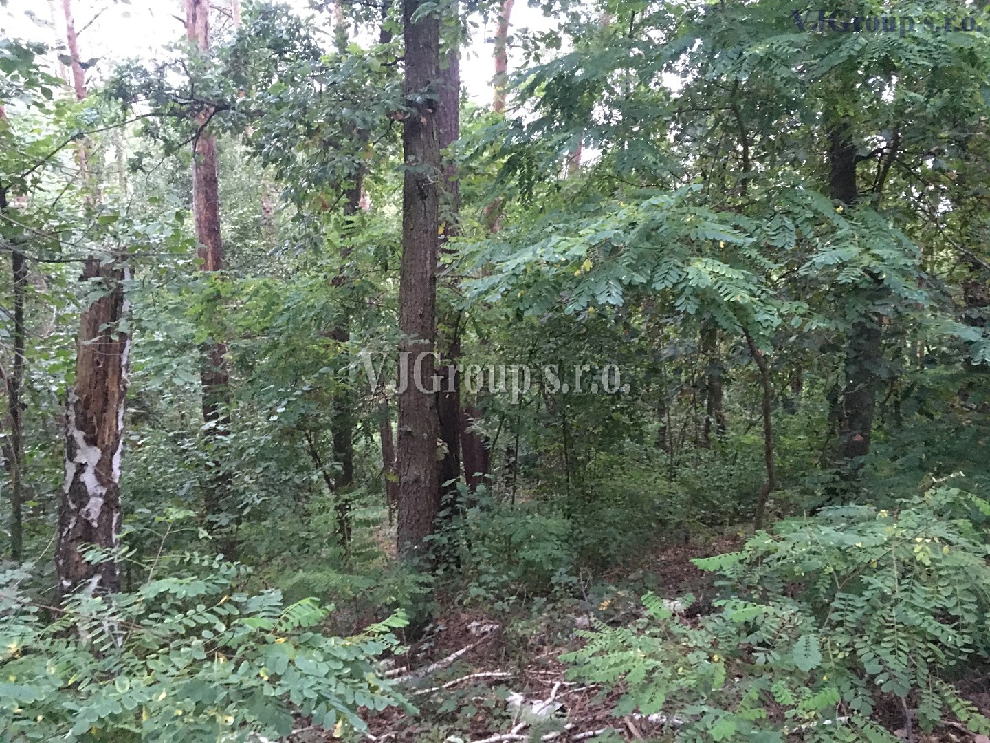 Prodej  lesa 4 578 m², Bradlec, okres Mladá Boleslav