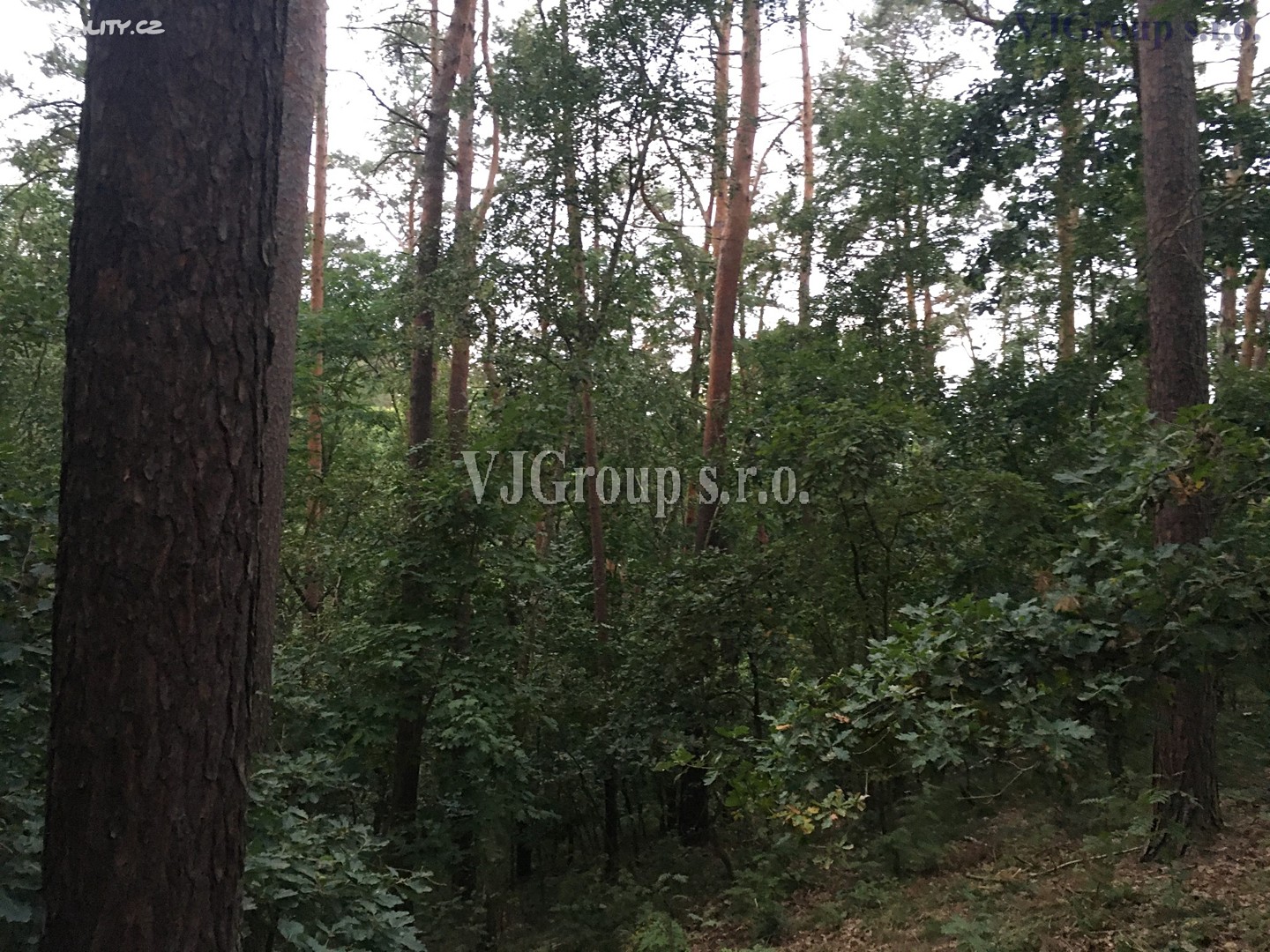 Prodej  lesa 4 578 m², Bradlec, okres Mladá Boleslav