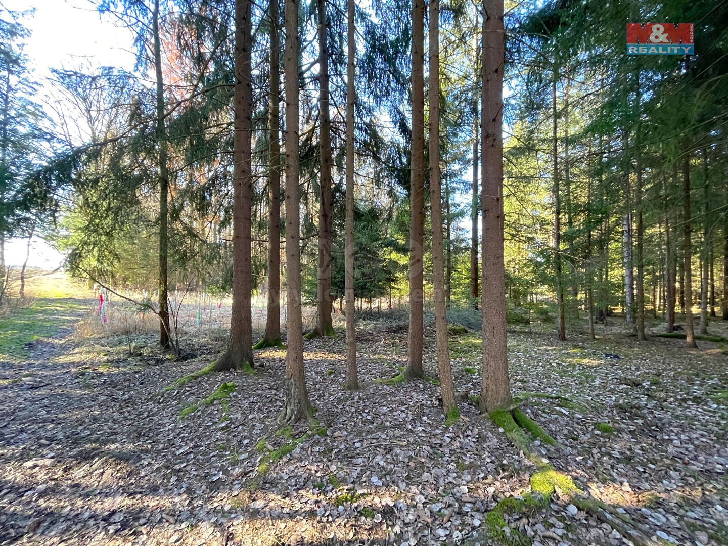 Prodej  lesa 1 295 m², Mezná, okres Tábor