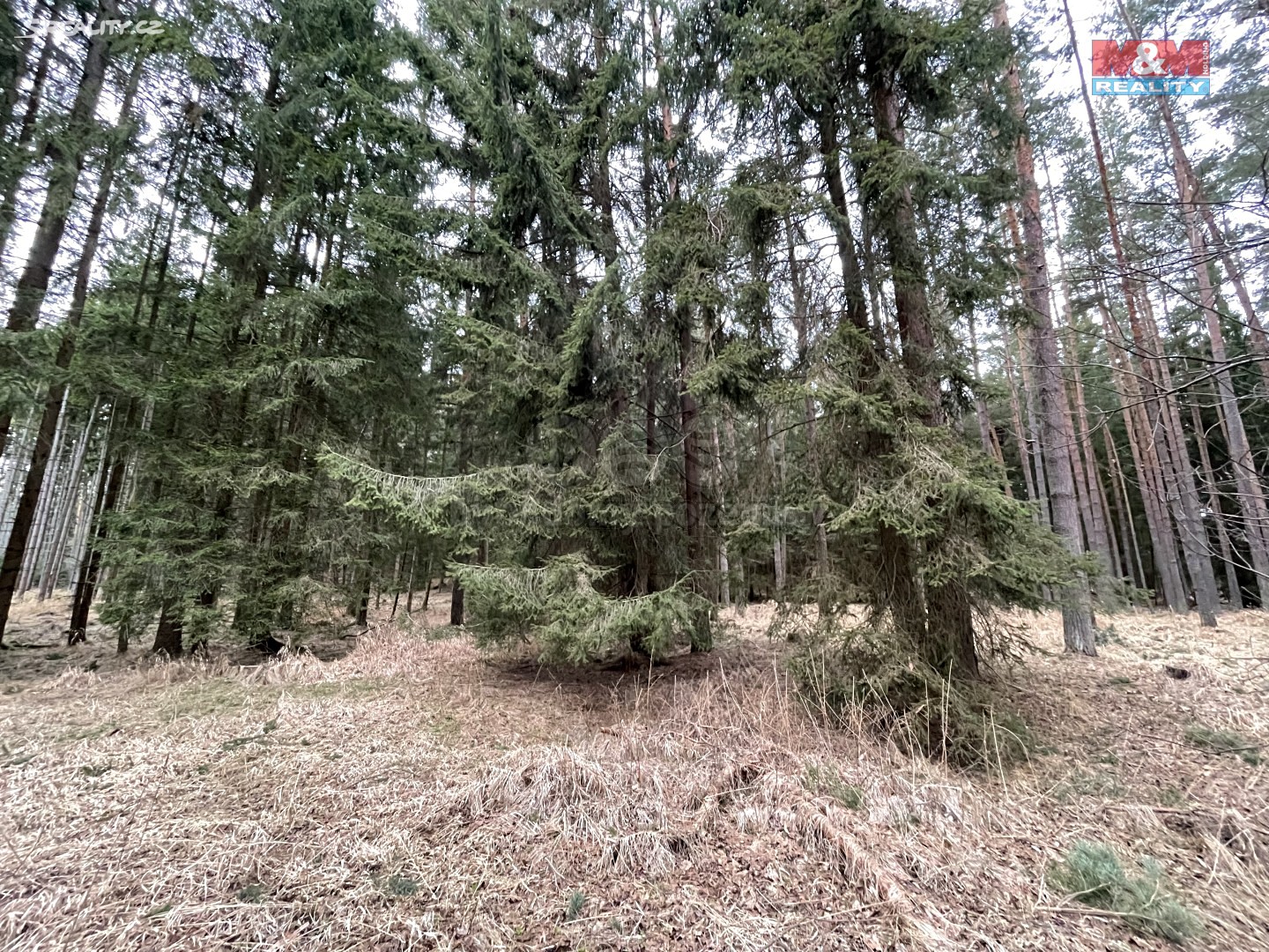 Prodej  lesa 4 480 m², Slavče - Keblany, okres České Budějovice