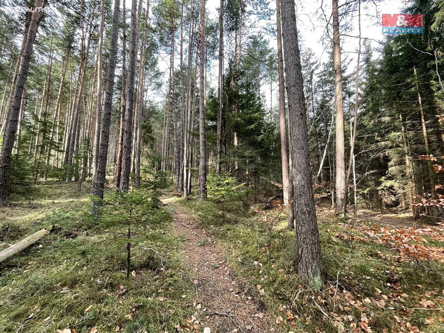 Prodej  lesa 854 m², Srnín, okres Český Krumlov