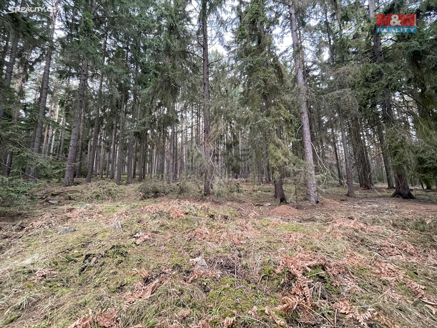 Prodej  lesa 1 531 m², Srnín, okres Český Krumlov