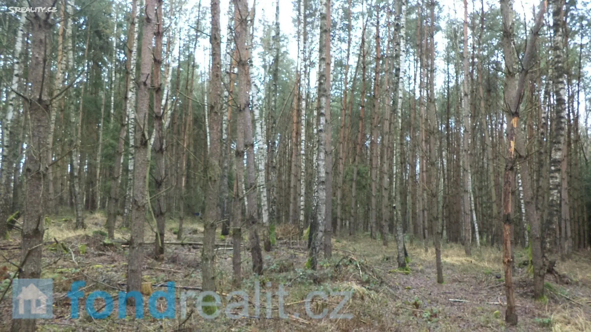 Prodej  lesa 9 683 m², Myslkovice, okres Tábor