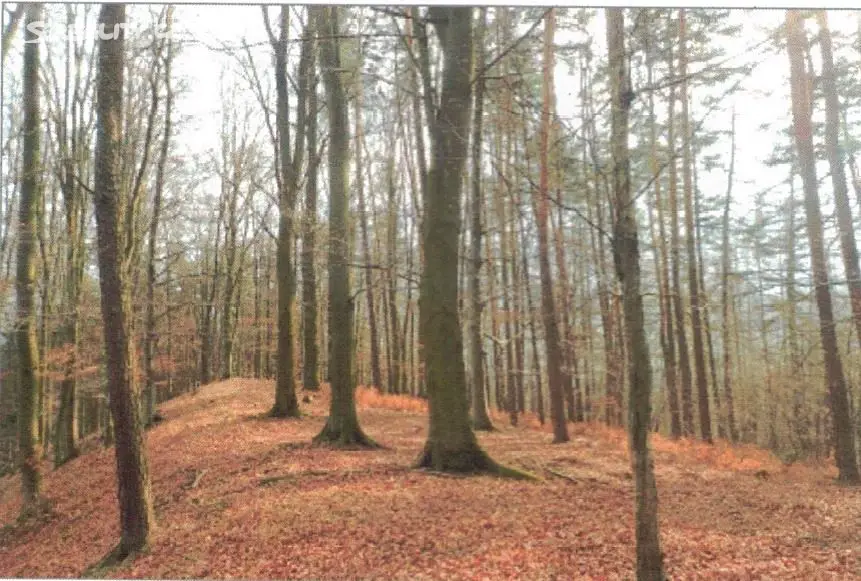 Prodej  lesa 15 235 m², Vranová Lhota, okres Svitavy