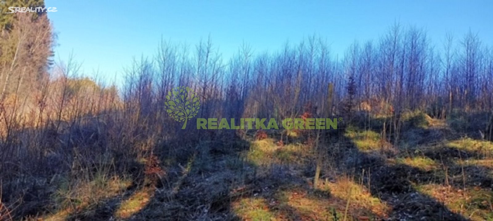 Prodej  lesa 13 056 m², Druhanov, okres Havlíčkův Brod