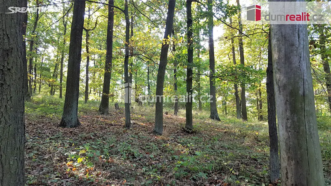 Prodej  lesa 28 386 m², Nebovidy, okres Brno-venkov