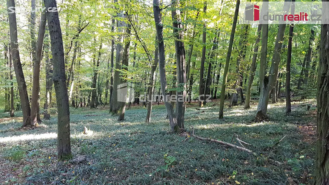 Prodej  lesa 28 386 m², Nebovidy, okres Brno-venkov