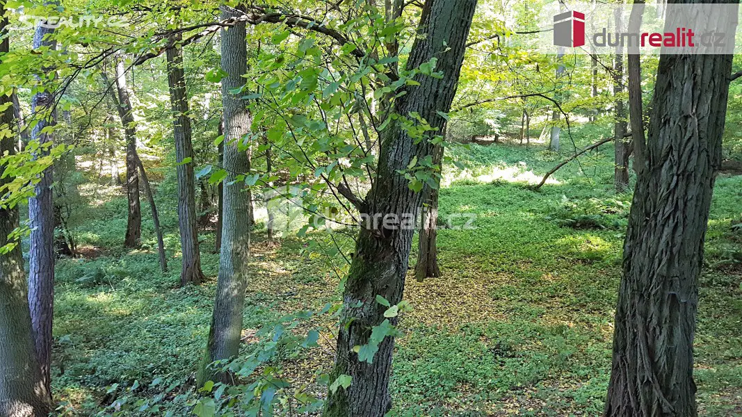 Prodej  lesa 28 386 m², Nebovidy, okres Brno-venkov