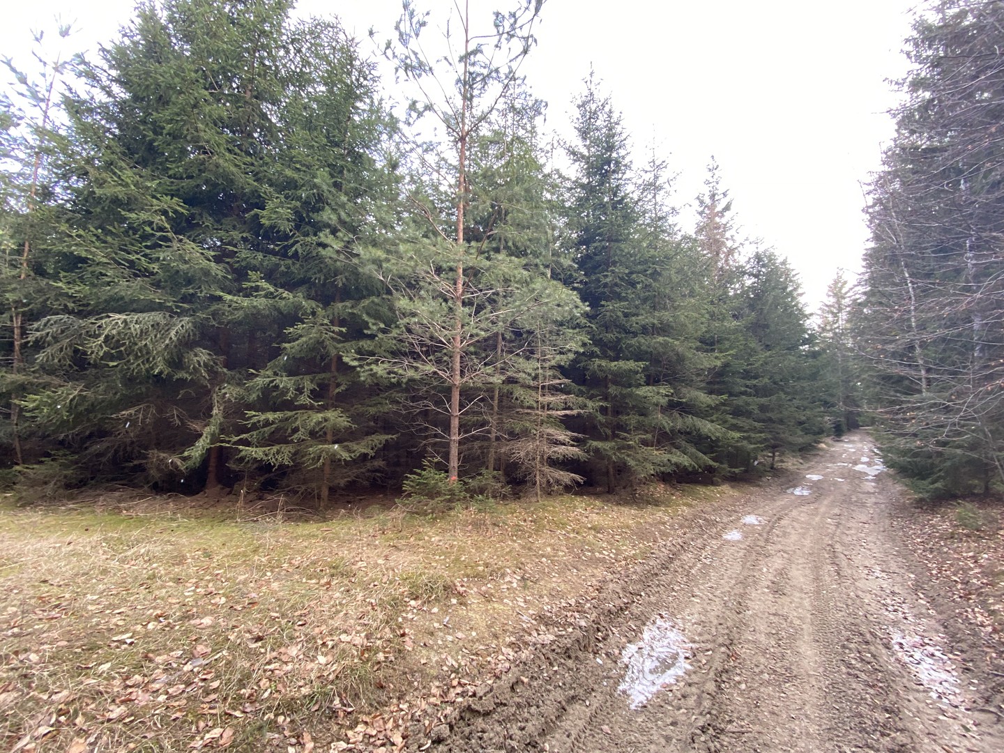Prodej  lesa 7 891 m², Šebířov, okres Tábor
