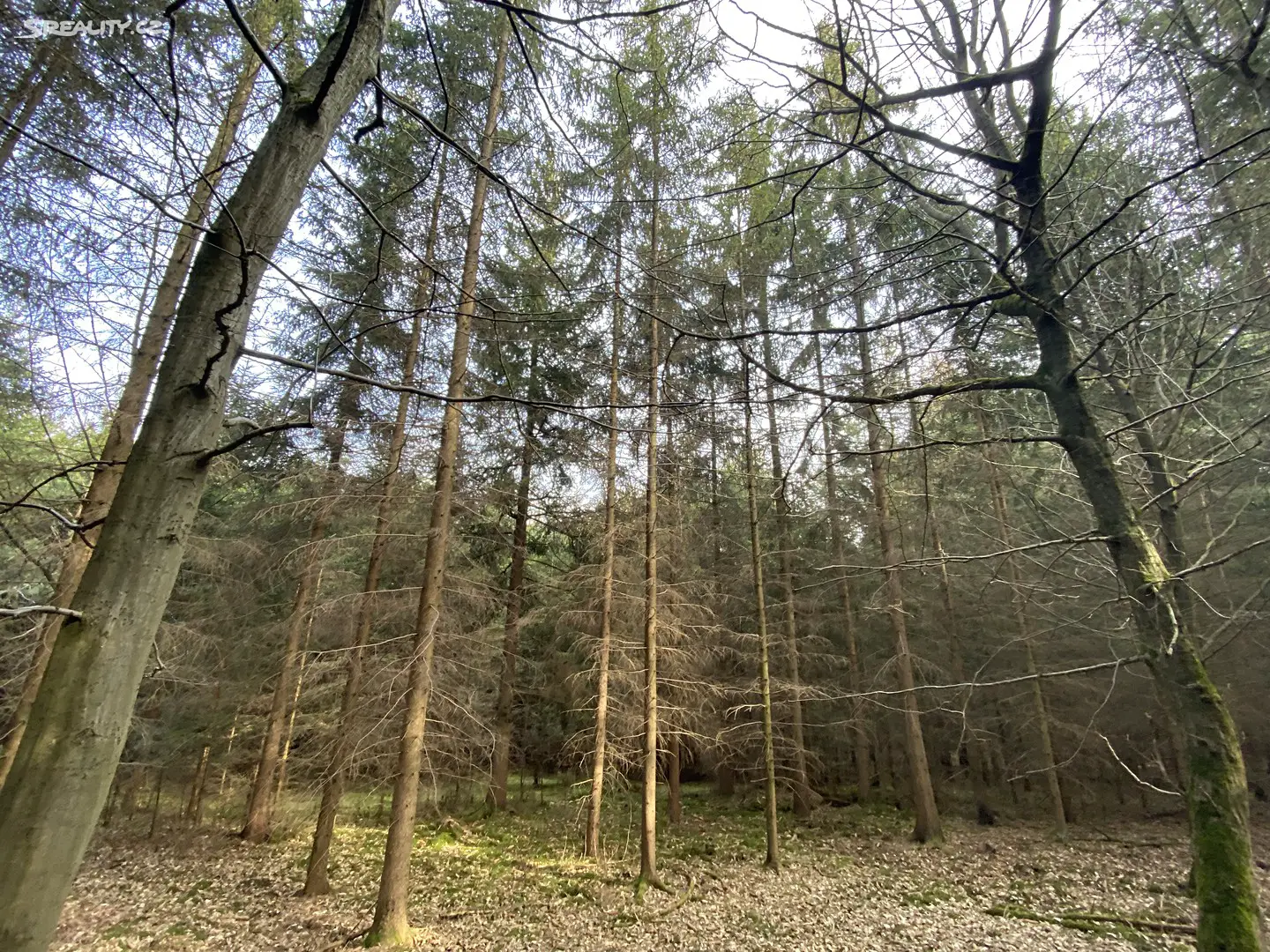 Prodej  lesa 7 891 m², Šebířov, okres Tábor