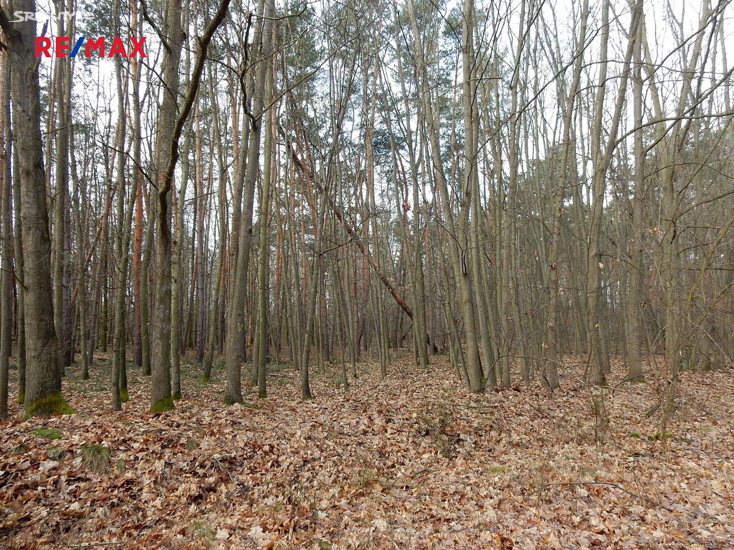 Prodej  lesa 10 815 m², Dřísy, okres Praha-východ