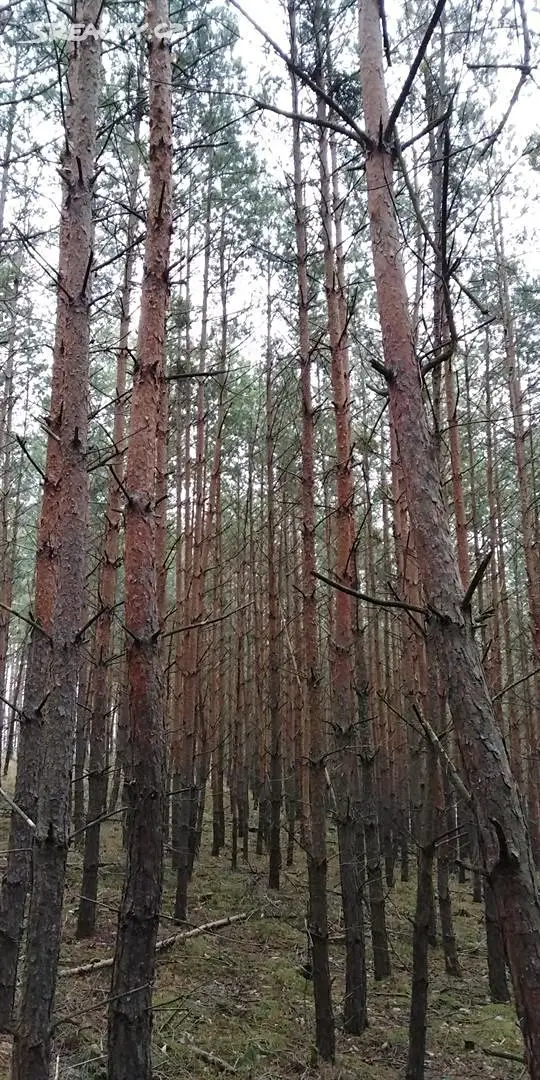 Prodej  lesa 32 679 m², Sedlčany, okres Příbram