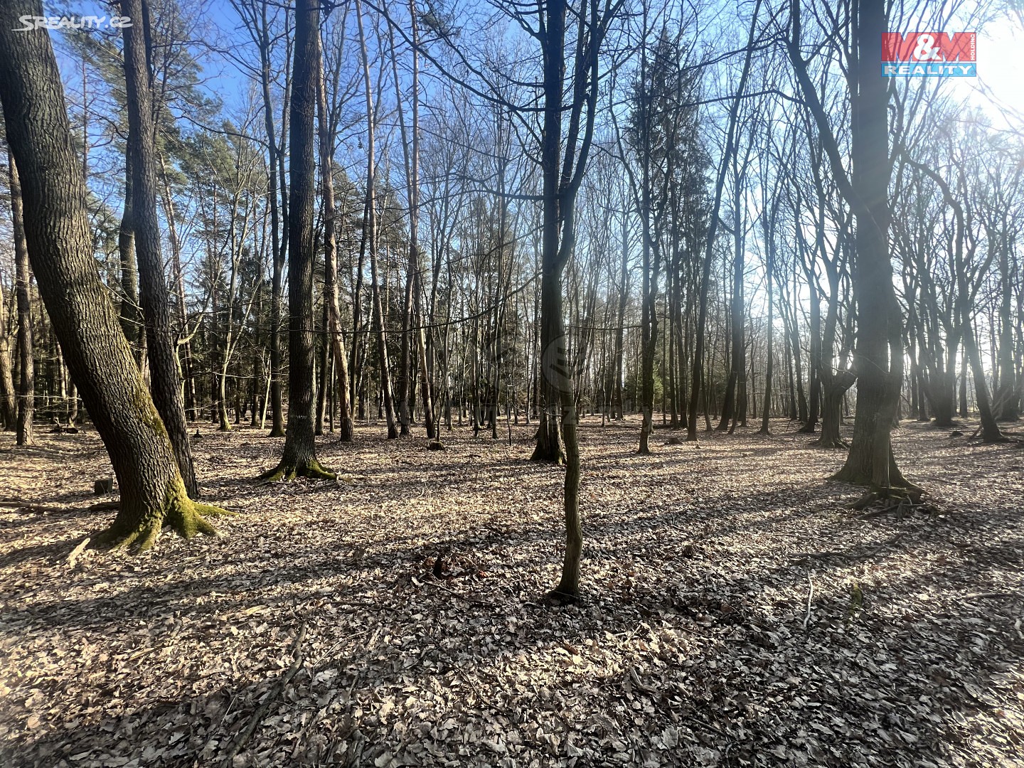 Prodej  lesa 1 079 m², Jaroslav, okres Pardubice