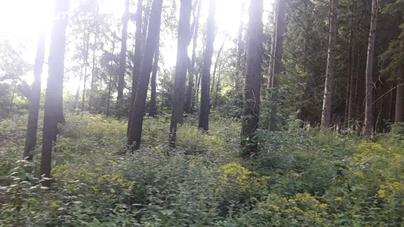 Prodej  lesa 5 676 m², Olešná - Řemenov, okres Pelhřimov