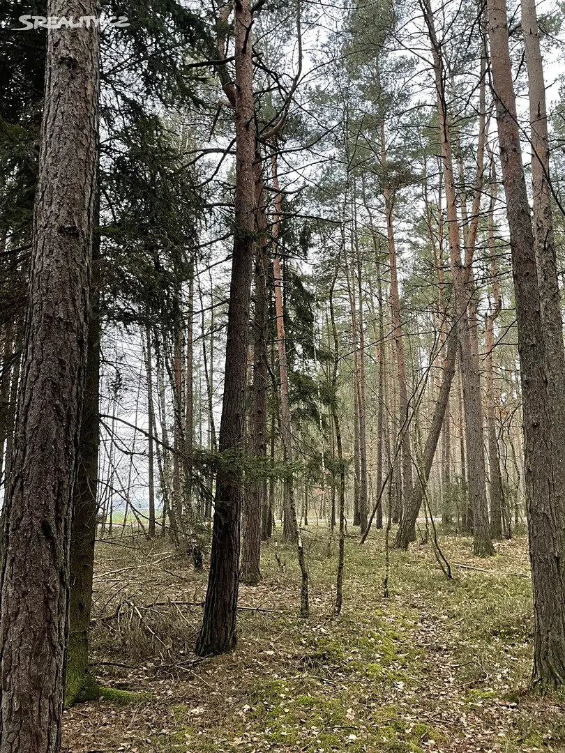 Prodej  lesa 8 539 m², Hromnice, okres Plzeň-sever