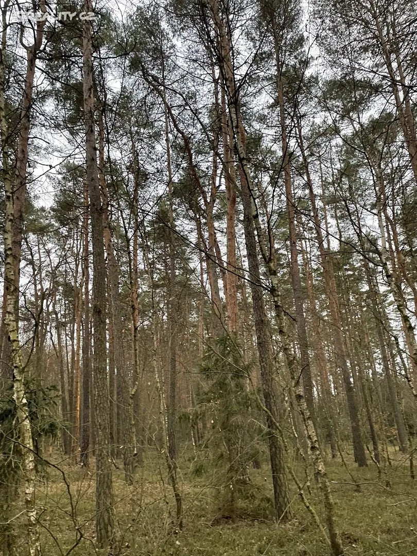 Prodej  lesa 8 539 m², Hromnice, okres Plzeň-sever