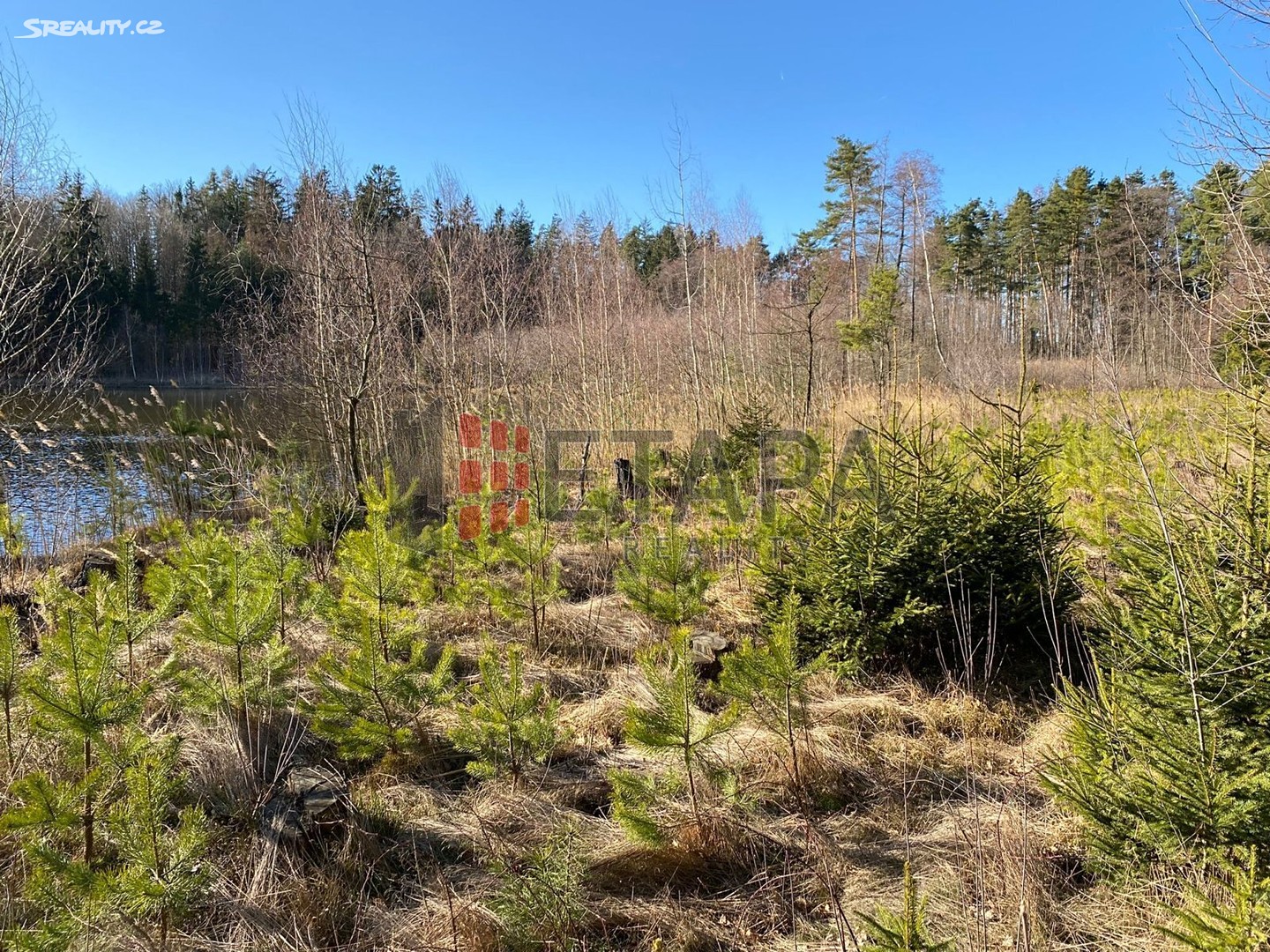 Prodej  lesa 7 279 m², Chlum u Třeboně - Lutová, okres Jindřichův Hradec