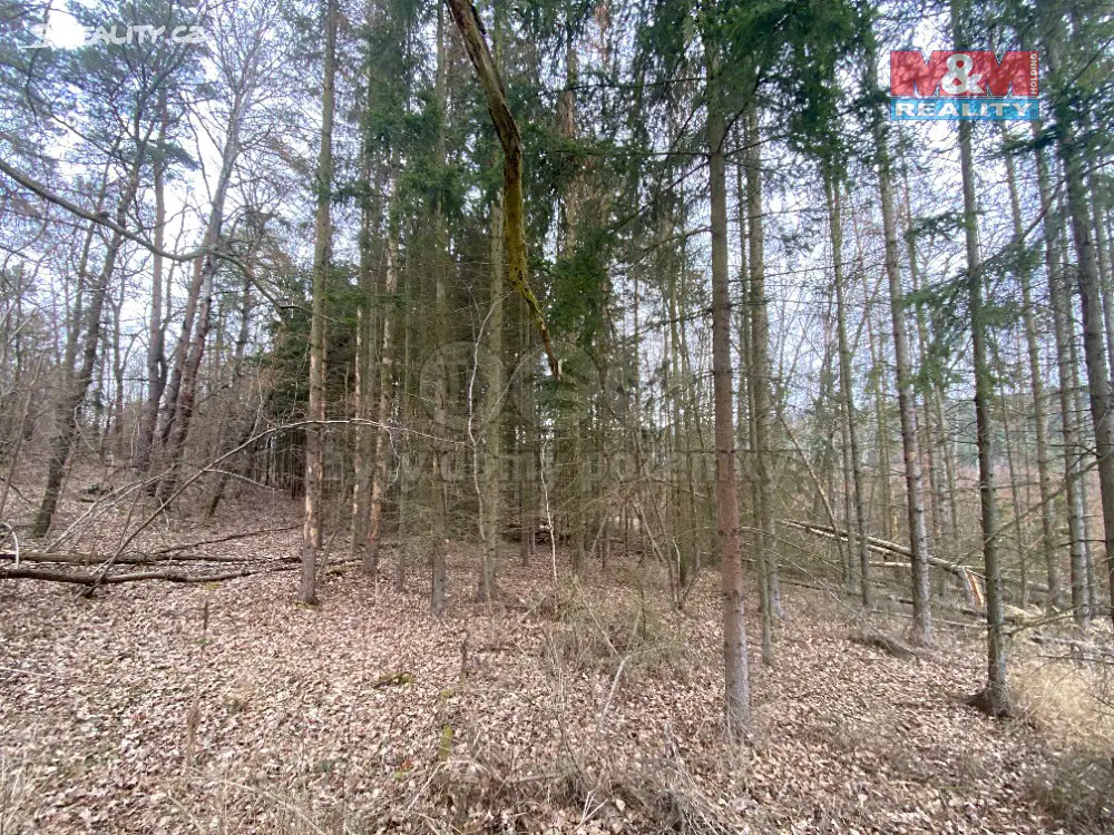 Prodej  lesa 6 173 m², Šebířov, okres Tábor