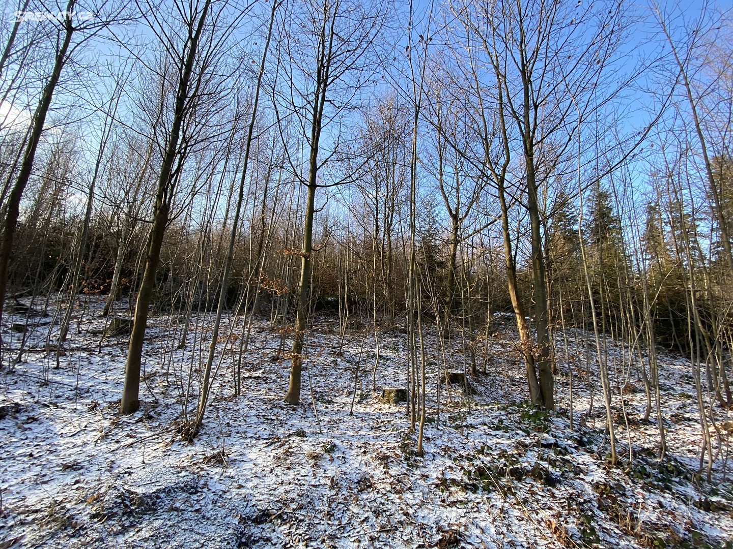 Prodej  lesa 15 380 m², Horní Studénky, okres Šumperk