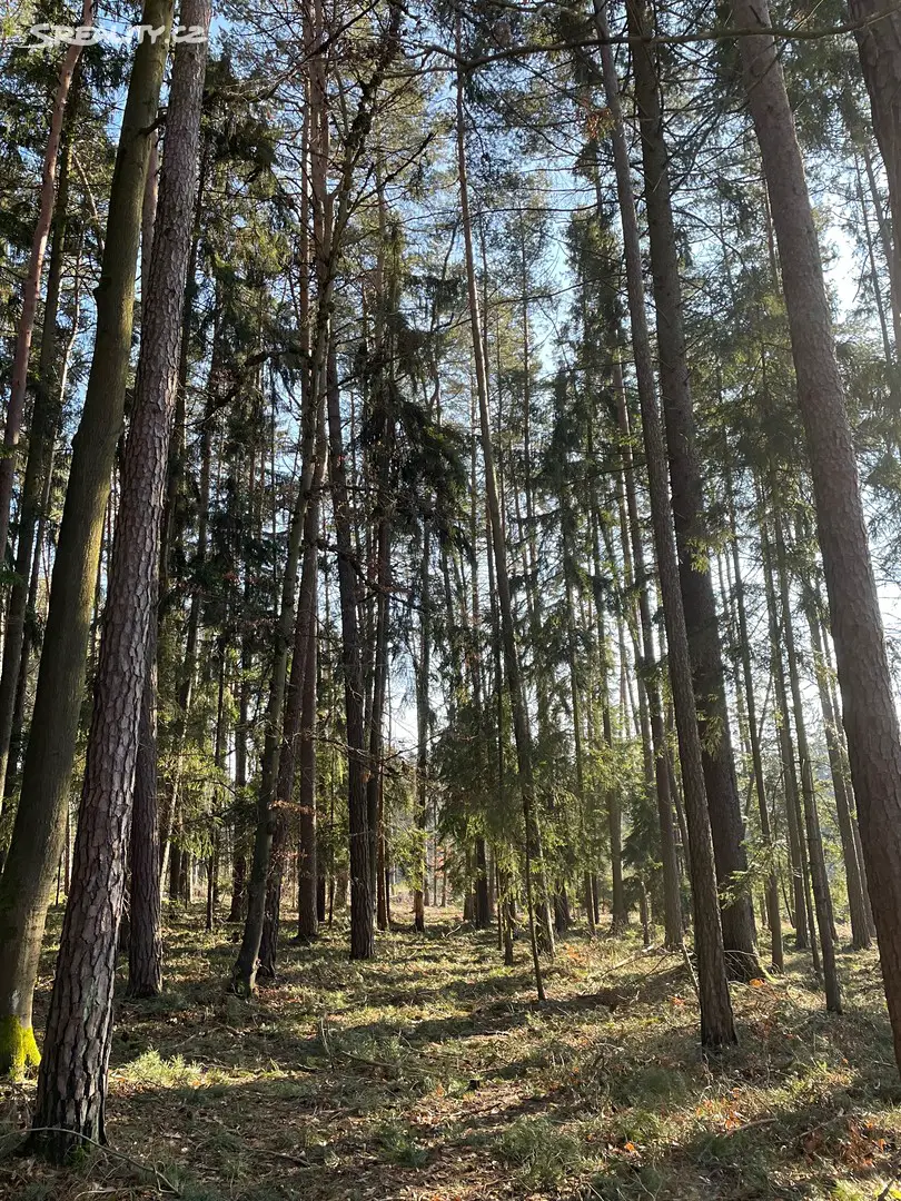 Prodej  lesa 11 198 m², Jestřebí, okres Šumperk