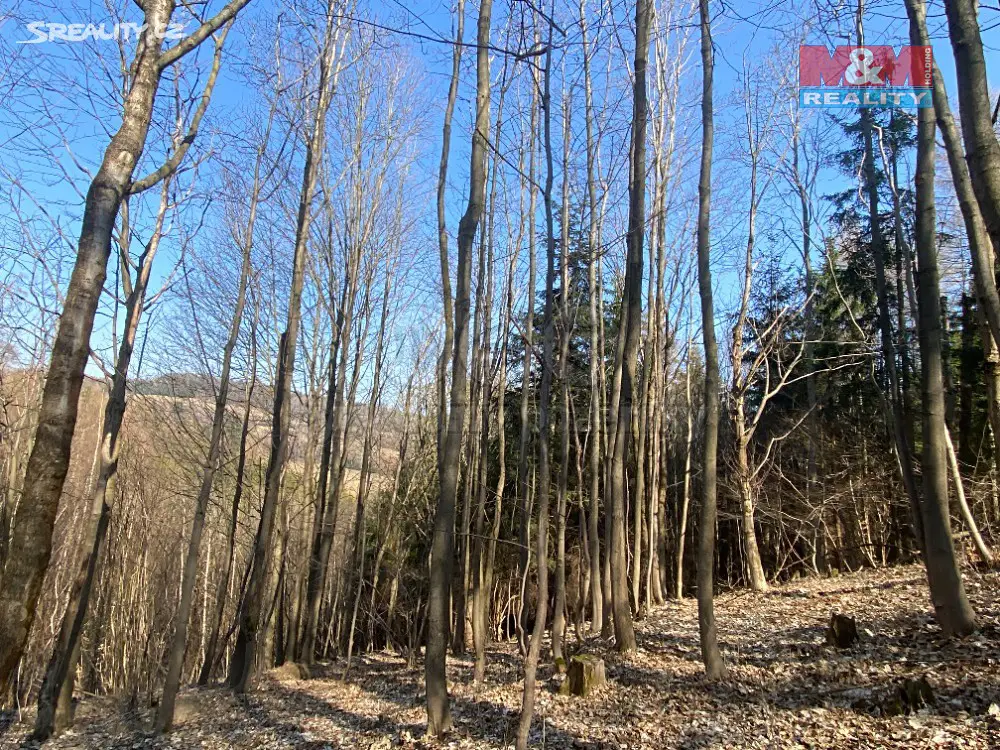 Prodej  lesa 5 905 m², Zábřeh - Václavov, okres Šumperk