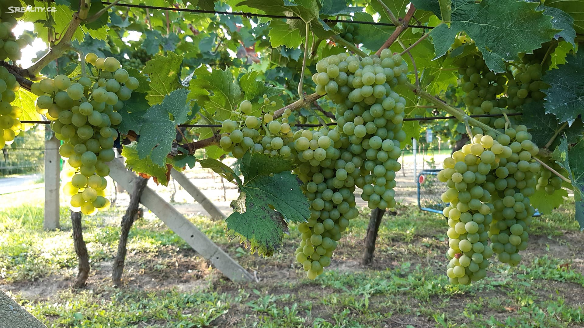 Prodej  sadu, vinice 4 682 m², Pouzdřany, okres Břeclav