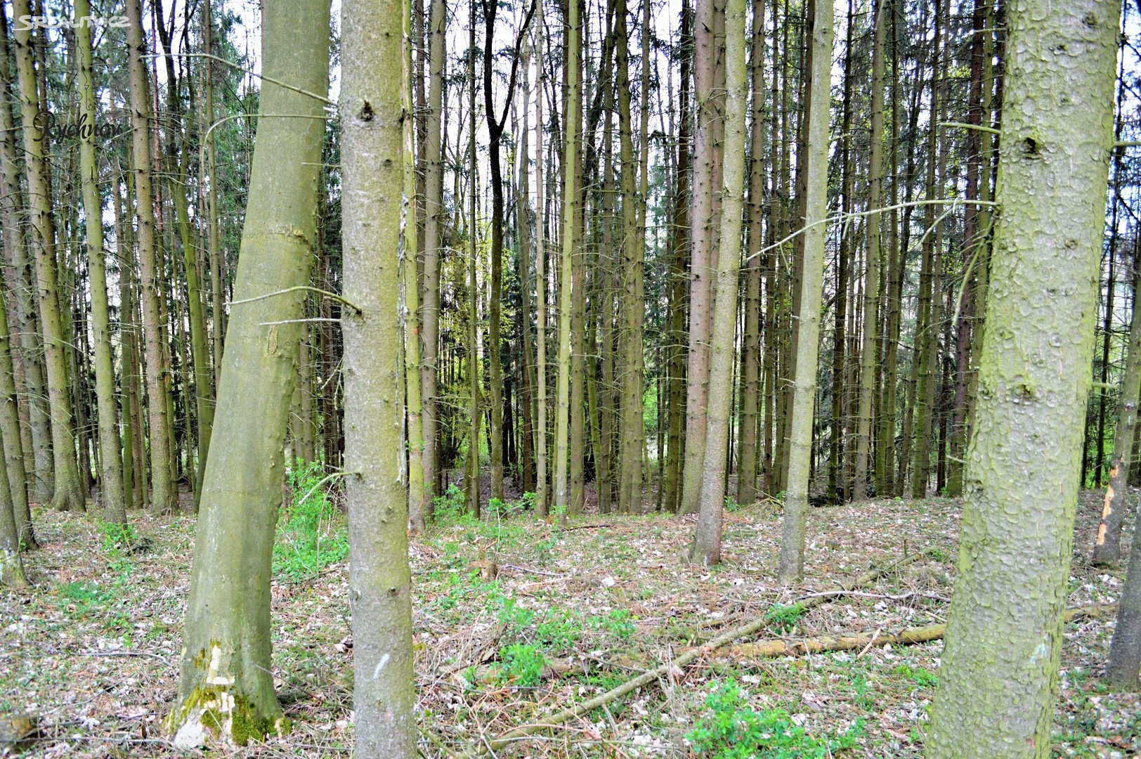 Prodej  lesa 30 172 m², Kostelec nad Orlicí, okres Rychnov nad Kněžnou