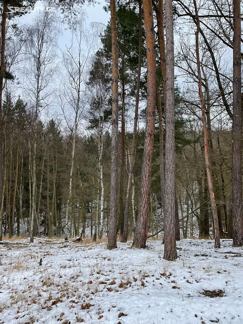Prodej  lesa 3 038 m², Kounov, okres Rakovník