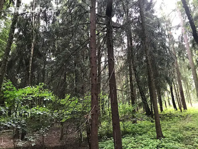 Prodej  lesa 31 910 m², Votice, okres Benešov