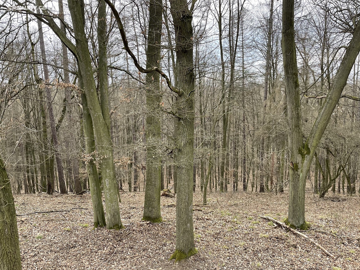 Prodej  lesa 129 423 m², Kněžice, okres Chrudim