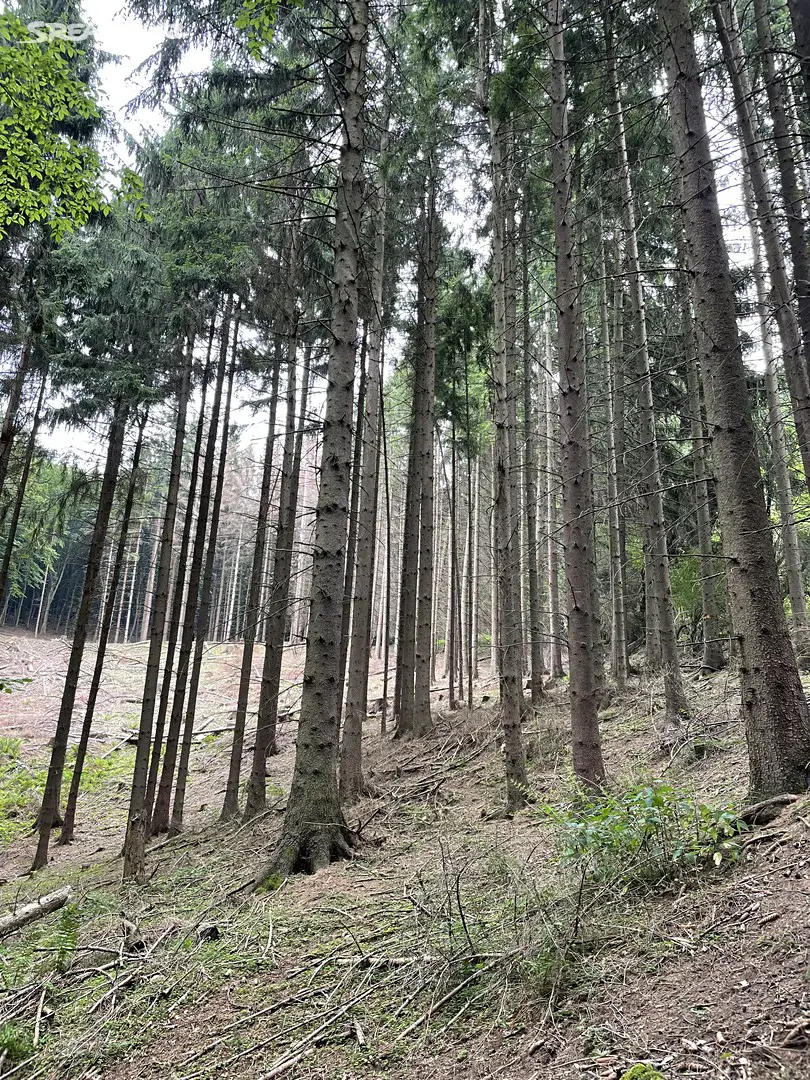 Prodej  lesa 858 653 m², Valašská Polanka, okres Vsetín