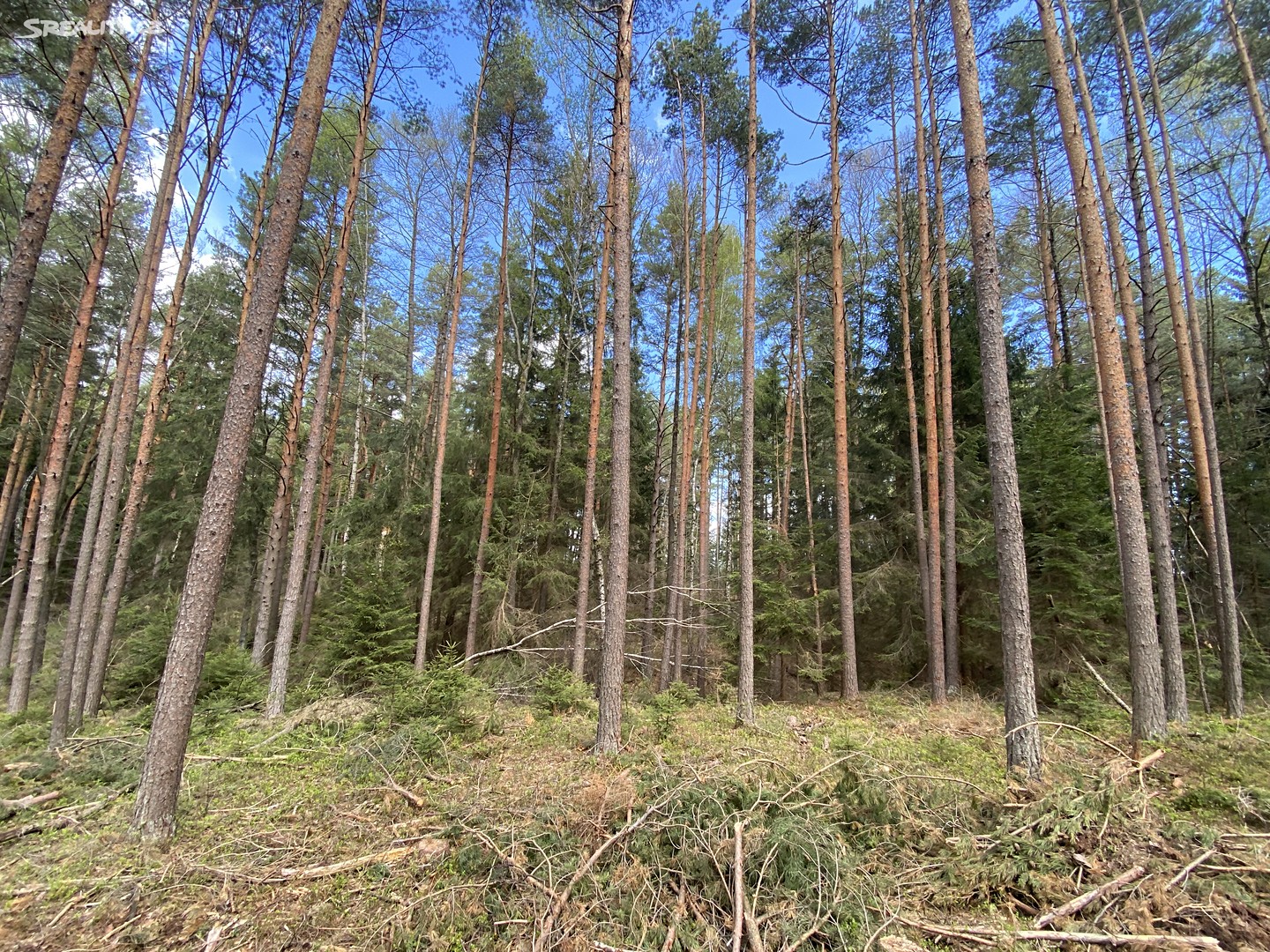 Prodej  lesa 18 021 m², Slavče - Mohuřice, okres České Budějovice