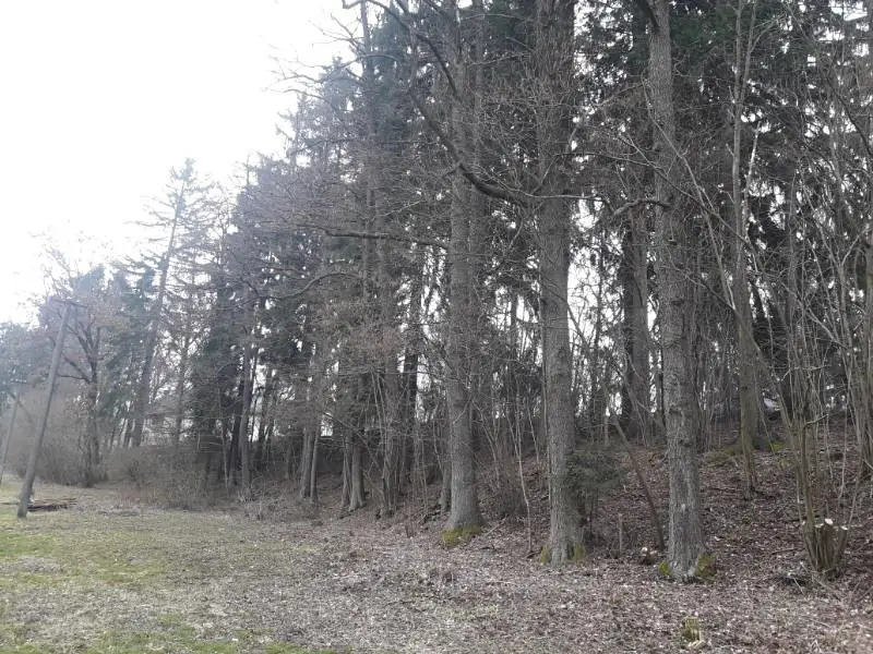 Prodej  lesa 1 970 m², Havlíčkova Borová - Železné Horky, okres Havlíčkův Brod