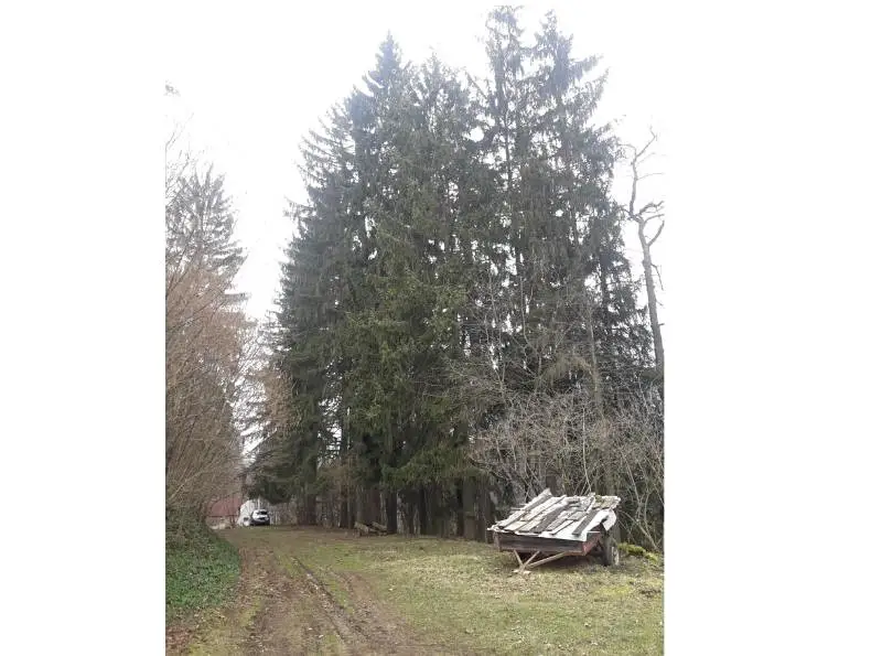 Prodej  lesa 1 970 m², Havlíčkova Borová - Železné Horky, okres Havlíčkův Brod