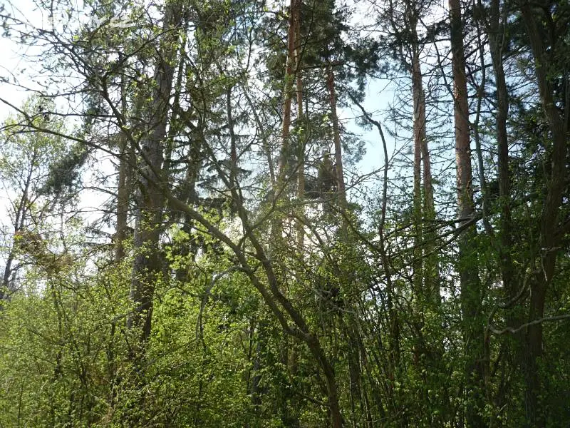 Prodej  lesa 813 m², Oslavice, okres Žďár nad Sázavou