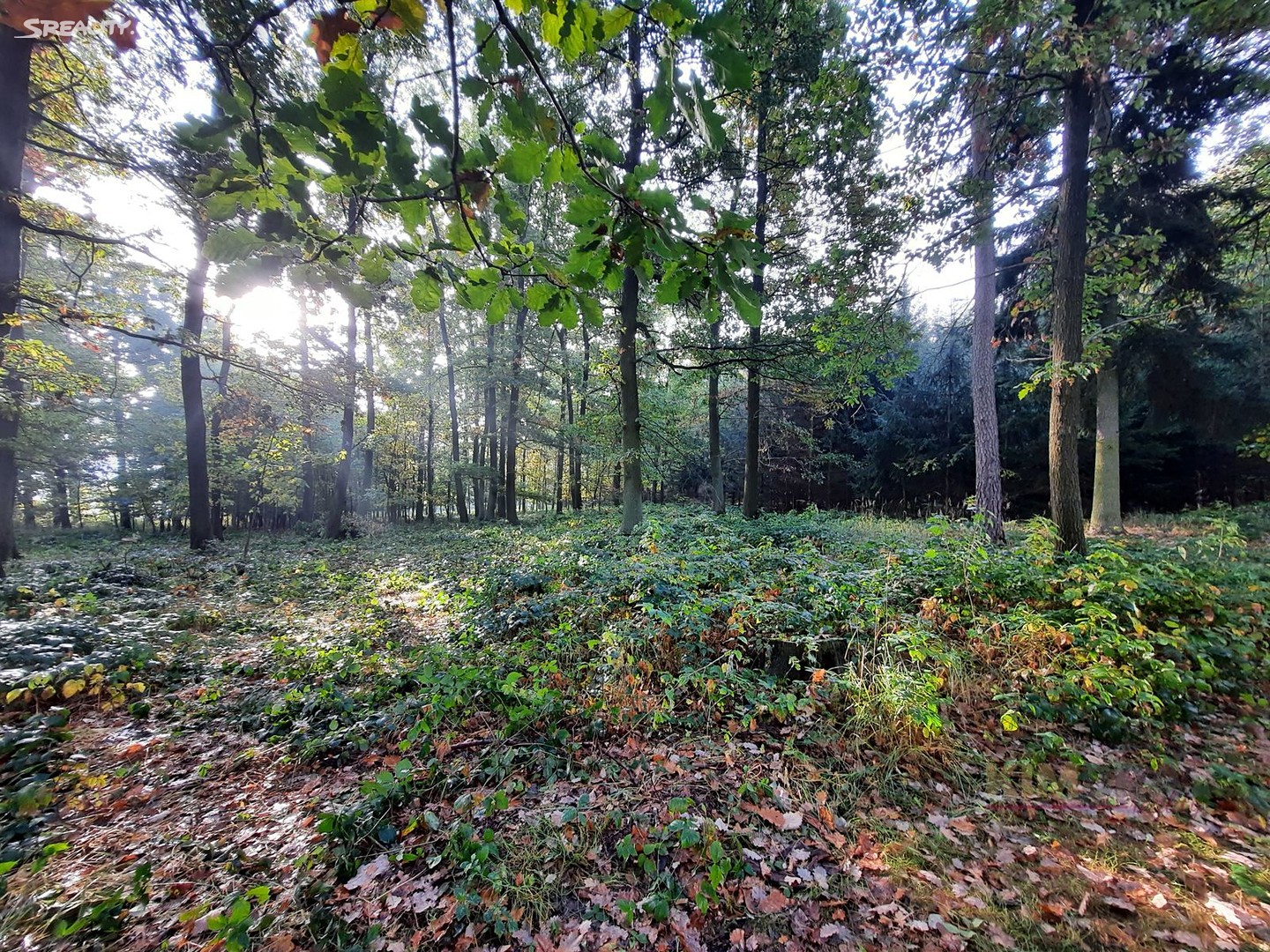 Prodej  lesa 30 280 m², Semechnice, okres Rychnov nad Kněžnou