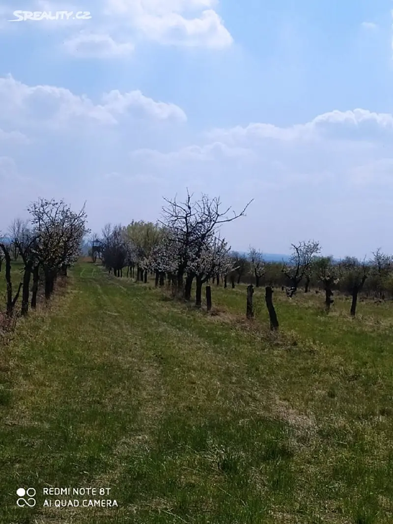 Prodej  sadu, vinice 10 000 m², Mikulovice, okres Znojmo