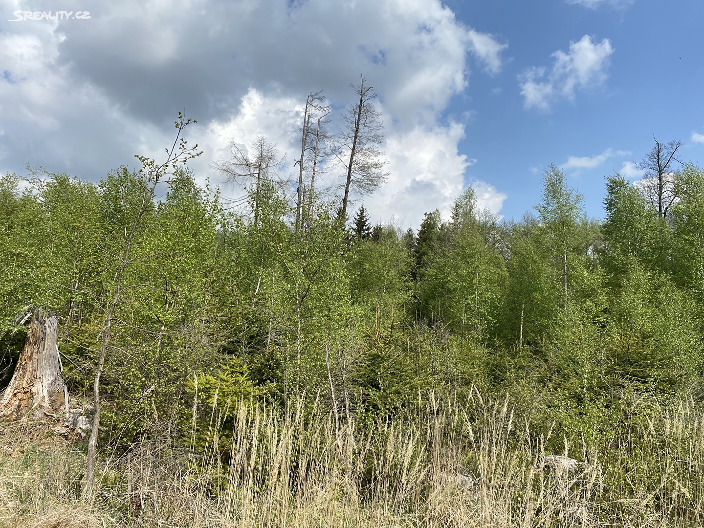 Prodej  lesa 17 923 m², Želetava - Bítovánky, okres Třebíč
